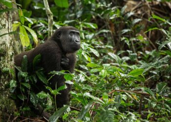 New Monkey Species Found in Congo Rainforest