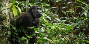 New Monkey Species Found in Congo Rainforest