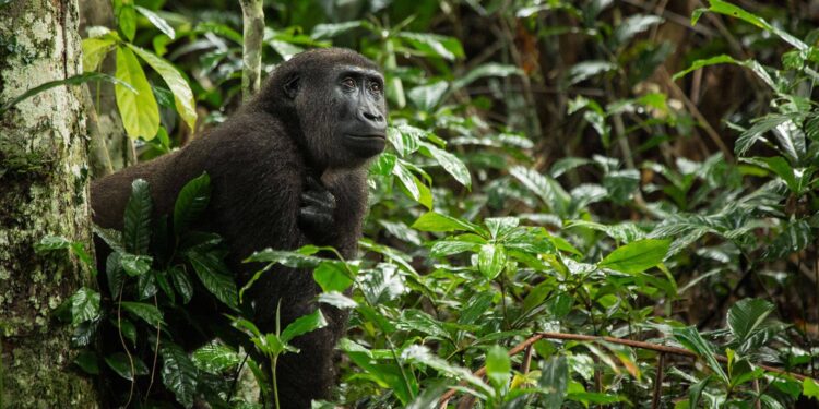 New Monkey Species Found in Congo Rainforest