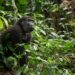 New Monkey Species Found in Congo Rainforest