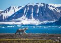 Tourist fined in Norway for intentionally waking sleeping polar bear