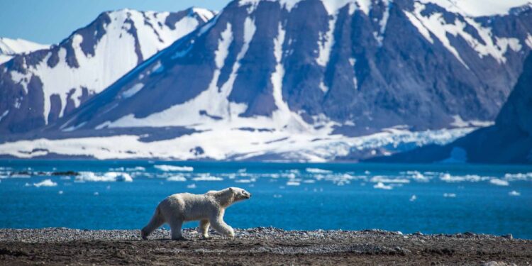 Tourist fined in Norway for intentionally waking sleeping polar bear