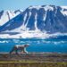 Tourist fined in Norway for intentionally waking sleeping polar bear