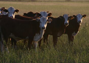EU halts Brazilian meat imports over health and antibiotic concerns