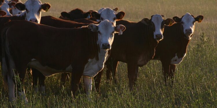 EU halts Brazilian meat imports over health and antibiotic concerns