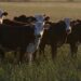 EU halts Brazilian meat imports over health and antibiotic concerns