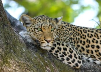 WWF: Global wildlife populations have declined dramatically