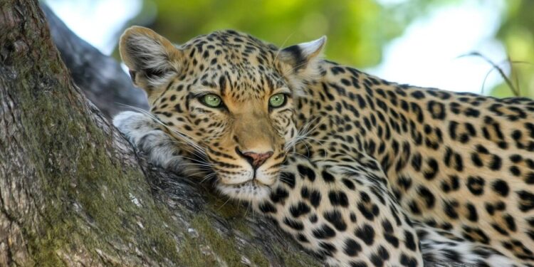 WWF: Global wildlife populations have declined dramatically