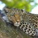 WWF: Global wildlife populations have declined dramatically